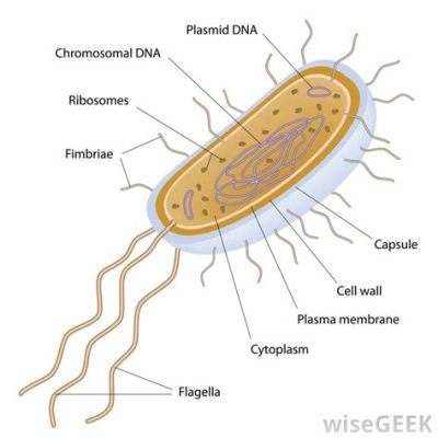  Bodomonas! Um Microorganismo Unicelular com Flagelos e um Apetite Voraz