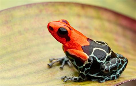  Dendrobatidae! Descubra o Mundo Incrível destes Sapos com Cores Vibrante que Podem Ser Tóxicos