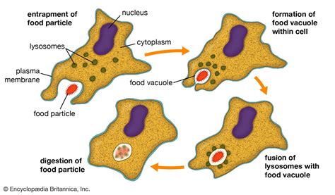  Iodamoeba! Descubra o fascinante mundo deste protozoário que se alimenta de bactérias através da fagocitose!