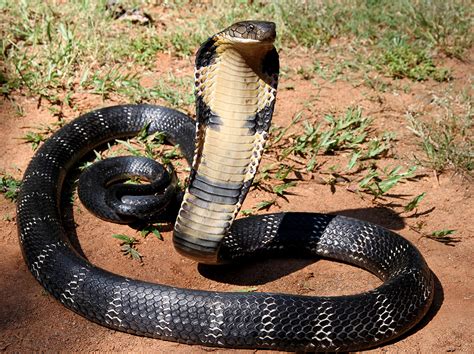  King Cobra: Uma Serpente Mística de Escamas Brilhantes que Desafia a Gravidade!