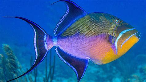 Queen Triggerfish: Um Peixe Tropical que Não Tem Medo de Nenhum Predador!