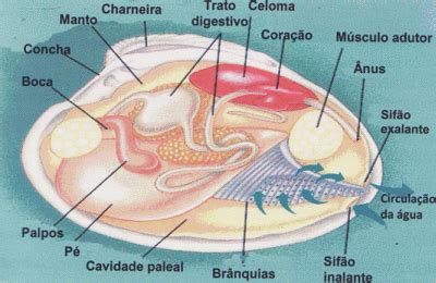  Tellino! Desvendando o Segredo da Filtração e da Locomoção de um Molusco Bivalve