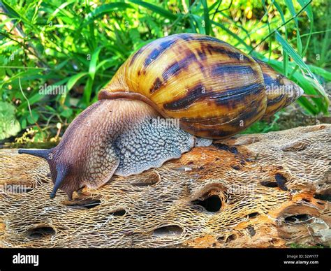  Achatina! Uma Escargot Gigante Que Destaca-se Entre os Diplopoda Com Sua Casca Giratória e Apetite Insaciável