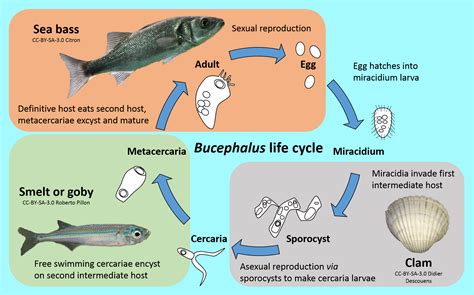  Bucephalus! Um Parasita Misterioso com um Ciclo de Vida Intrincado que lhe Permitirá Explorar as Profundezas do Oceano