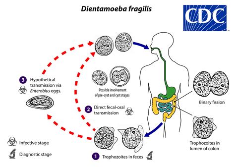  Dientamoeba! Um Parasita Intestinar Que Pode Deixar Você Se Sentir um Tanto... Desajeitado