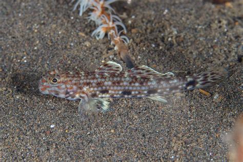  Intriguing Freshwater Dweller: Istigobius sp.! This fascinating fish species boasts an incredible adaptability to diverse aquatic environments, ranging from serene coral reefs to bustling mangrove forests.