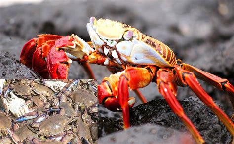  Jaiba: Descubra o Rei dos Crustáceos Escavadoras que Habita em Águas Turvas e Sombrias!