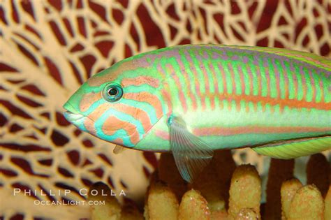  Klunzinger's Wrasse: A Fish With an Elegant Name and a Personality Just as Engaging!