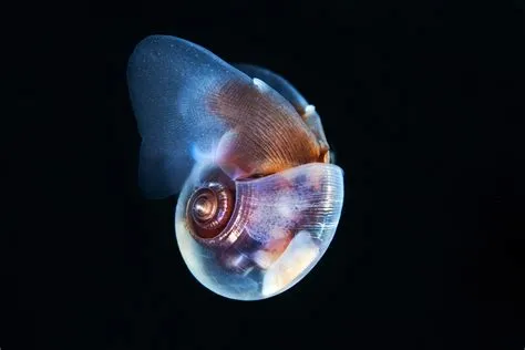  Limacina! Conheça Este Curioso Molusco com Casco Translúcido e Descubra Seus Mistérios Marinhos