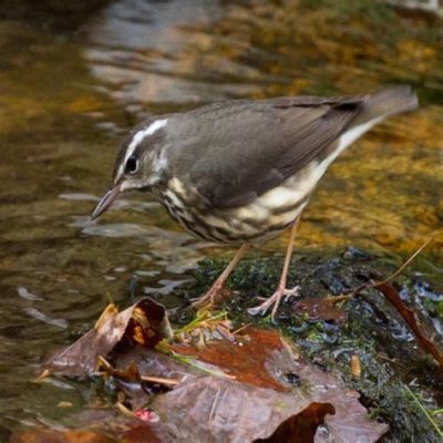  Louisiana Waterthrush: Descubra um Mestre de Acrobacia que Se Desloca Entre Rios e Florestas!