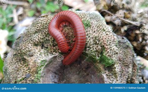  Millipede! Uma Criatura Que Se Mexe Lentamente Mas Destaca-se Por Sua Impressionante Capacidade de Regeneração