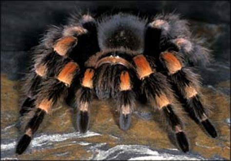  Tarantula: Uma Aranha Solitária e Fiel Guardiã de Seus Filhotes!