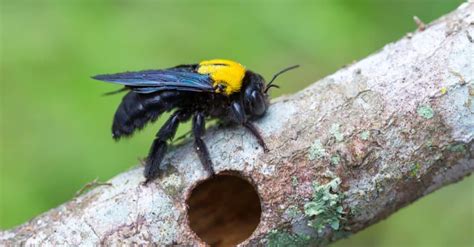  Xylocopa! Descubra o Fascinante Mundo dos Abelhas Carpinteiras e Sua Habilidade Inigualável na Construção de Ninhos Elaborados